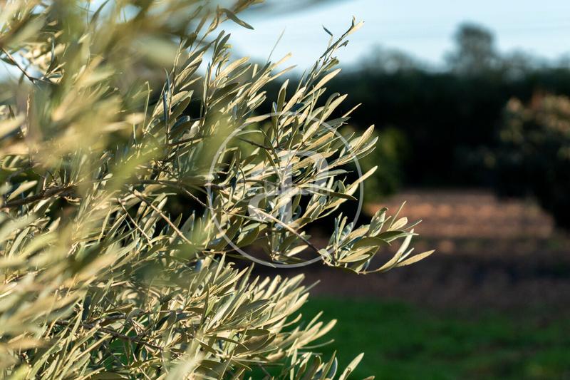 Foto 9fe8043c-5607-4cb1-8d10-7a950f74ff70. Location maison avec chauffage parking piscine dans Llucmajor