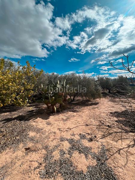 Foto 03bd45d2-7b67-480a-bada-29fd269c368d. Finca rústica ref 50288 terreno rustico con cuarto de aperos en Murcia