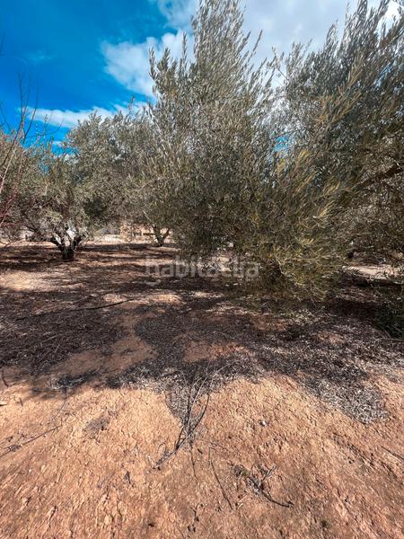 Foto 19481fcf-a2d6-4134-8439-3b7a775c0e51. Finca rústica ref 50288 terreno rustico con cuarto de aperos en Murcia