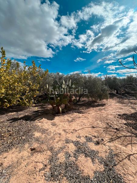 Foto 66613d76-ec56-48e3-a29d-f41c1a1d0d7e. Finca rústica ref 50288 terreno rustico con cuarto de aperos en Murcia