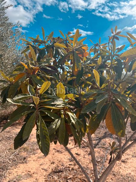 Foto 6808847d-6c53-411c-b74a-e70784468349. Finca rústica ref 50288 terreno rustico con cuarto de aperos en Murcia