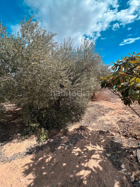 Foto 9749e702-ca36-4e69-9b31-900c45e643cb. Finca rústica ref 50288 terreno rustico con cuarto de aperos en Murcia