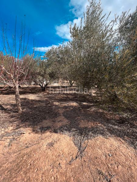 Foto a00531f7-bdcd-43a1-aa35-8e3594c56943. Finca rústica ref 50288 terreno rustico con cuarto de aperos en Murcia