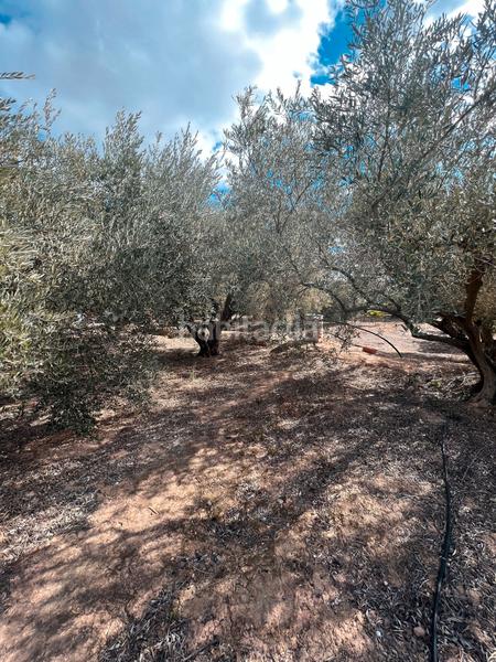 Foto d5c8954a-f19f-4266-aacb-743b52efbf87. Finca rústica ref 50288 terreno rustico con cuarto de aperos en Murcia