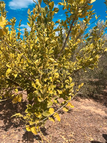 Foto e22010ca-8e06-4bd1-b442-8cdf3df57d20. Finca rústica ref 50288 terreno rustico con cuarto de aperos en Murcia