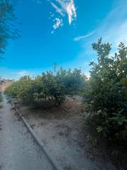 Finca rústica a Era Alta. Se vende terreno con punto de luz y agua ,acceso asfaltado