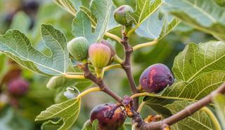 Lloguer Finca rústica a Avenida reyes católicos 35. ?? alquiler de terrenos para uso agrario – campos del río (murci