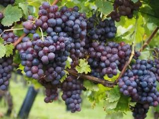 Lloguer Finca rústica a San Miguel. ?? alquiler de terrenos para uso agrario desde 50€ – campos del