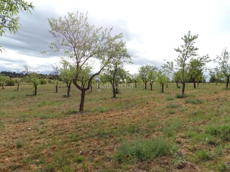 Foto 247d3f3f-3fe5-4222-863d-838d2bac9f2b. Mas dans Cretas