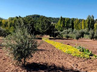 Masia a Torre del Compte. Torre del compte - huerto con 2 casetas