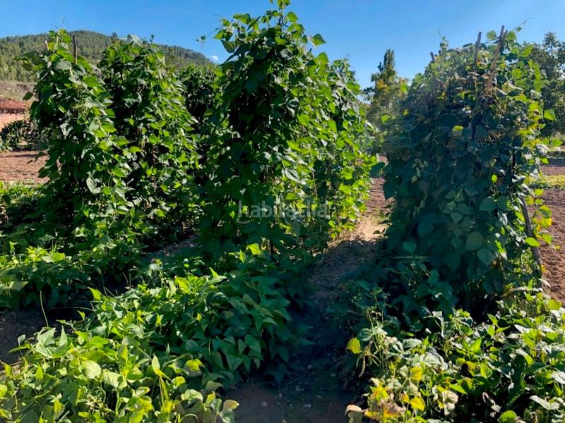 Foto 24bba412-aed6-4284-9558-964c25494cc6. Masia a Torre del Compte