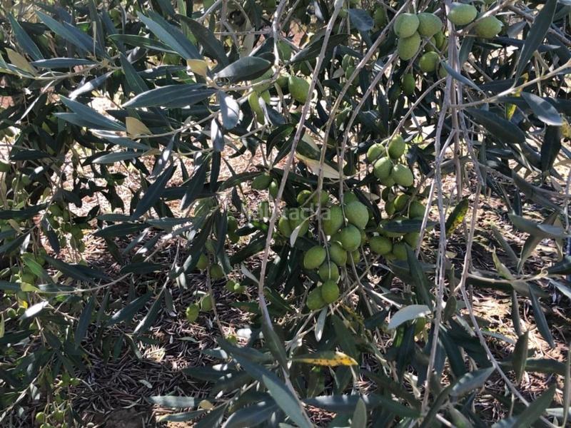 Foto 878c6bb8-fc34-4817-8674-8e657478ce1a. Masia a Torre del Compte