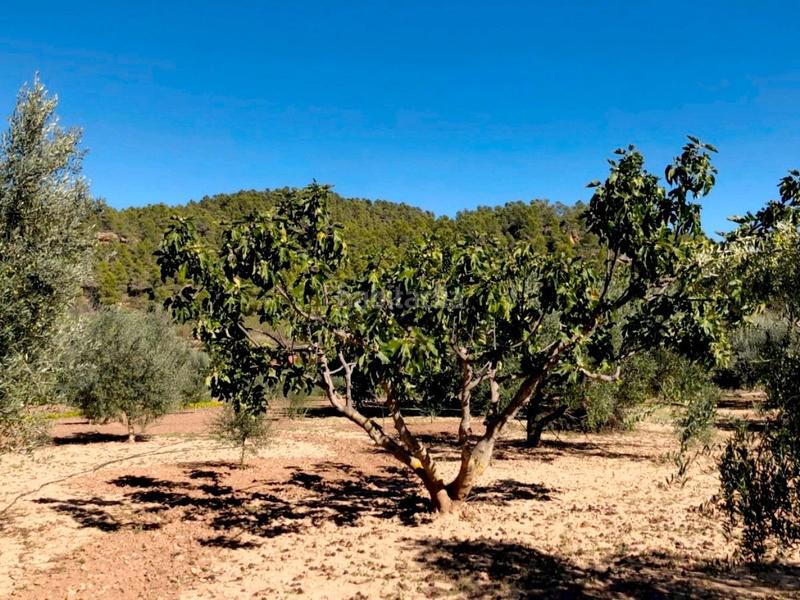 Foto db05fcce-4969-4478-a587-c7811961414e. Masia a Torre del Compte