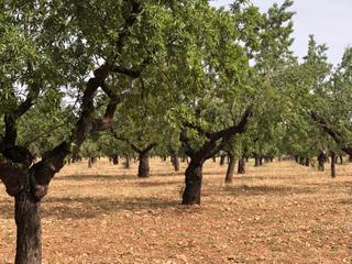 Finca rústica a Horta de Sant Joan. Horta de sant joan.- finca rústica de 12ha con olivos y almendro