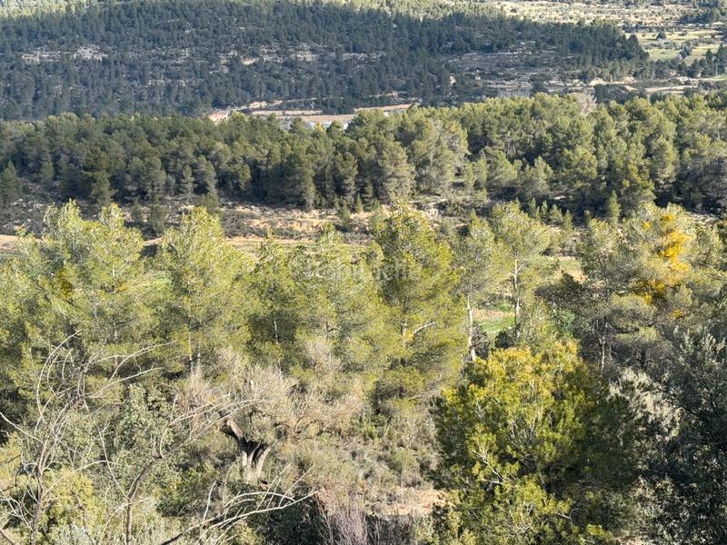 Foto e7c4dae4-9919-4ceb-a1b9-736fa6e6f593. Finca rústica .- finca de almendros con másico y almacén en Valderrobres