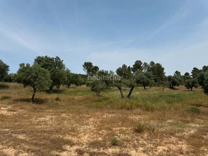 Foto 520ba03f-5113-4483-848b-e5226678e654. Finca rústica a Mazaleón