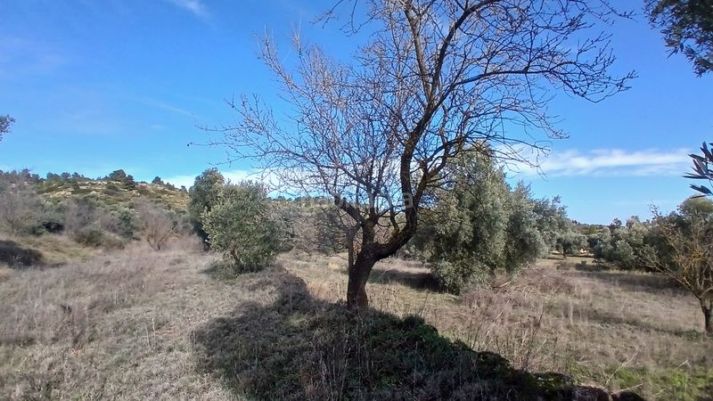 Foto 756645c8-3cca-4427-b052-4624add58661. Finca rústica a n/a a Calaceite