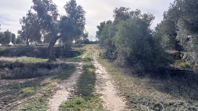 Foto 78da6316-2089-46cc-b384-b5b8bd0a806e. Finca rústica a n/a a Calaceite