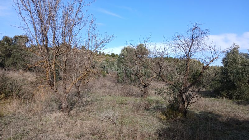 Foto e2b51991-ef57-4e80-83da-bcd63ecbdc1b. Finca rústica a n/a a Calaceite