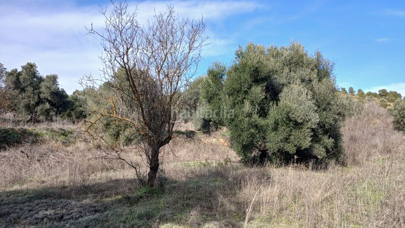 Foto f2a5c23e-3e25-4b1b-9b0b-3a5364d59722. Finca rústica a n/a a Calaceite