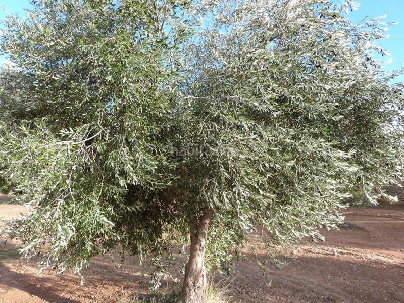 Foto bb6827d9-2d1a-461c-aaf0-d9d0252db077. Casale in Valjunquera