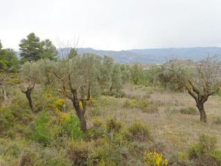 Country house in Lledó. Lledó-finca rústica con vistas y ruina