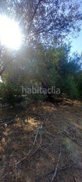 Foto 963c0316-5714-4030-8322-ef6b038945a8. Finca rústica a Pedanías Norte Utrera
