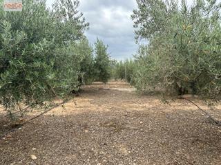 Terreny residencial a Purias. Parcela con olivos y almacén en purias  la escucha