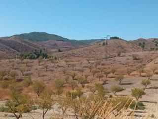 Finca rústica a Jarales. Disfruta del monte con almendros, olivos y frutales