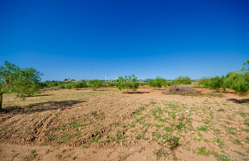 Foto 4f48e0bc-d076-45c5-9b1e-16b9309fcebc. Terreno residencial terreno edificable con pozo legal en Manacor