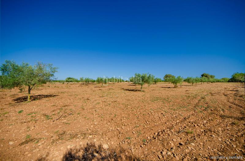 Foto 895e5913-0d54-4f57-968b-9972f7927afd. Terreno residencial terreno edificable con pozo legal en Manacor