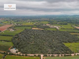Terreny residencial a Felanitx Poble. Hermosa parcela arbolada cerca de felanitx con 64.000 m y proyec