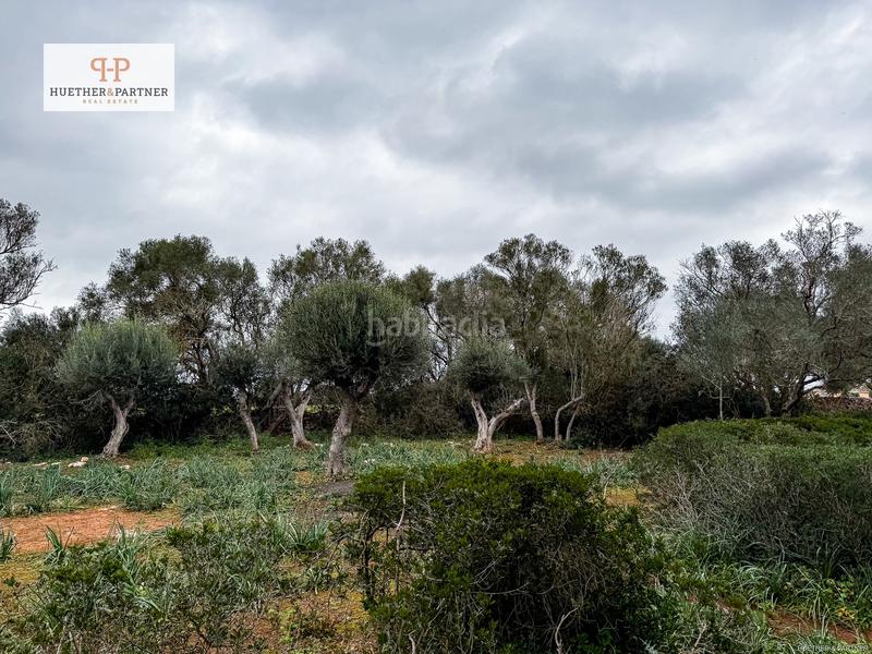 Foto b63355f6-6c85-422b-834e-5c8d35edabce. Terreny residencial a Felanitx poble Felanitx