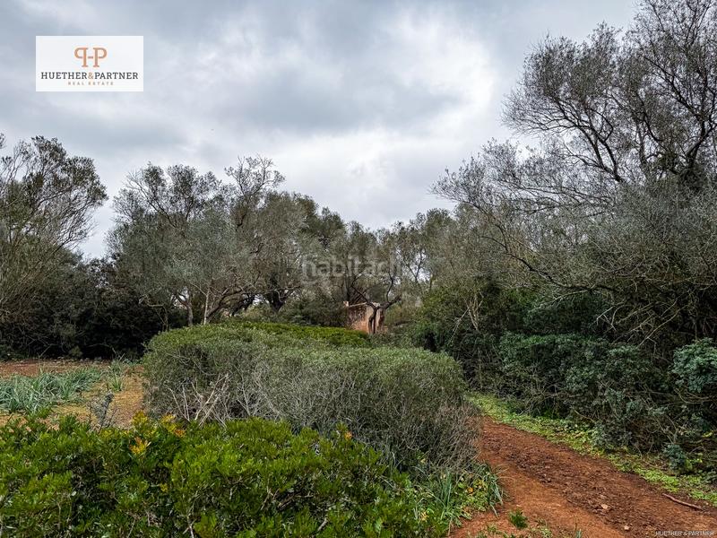 Foto d1a87164-a08d-4c05-b4b8-0deab52893af. Terreny residencial a Felanitx poble Felanitx