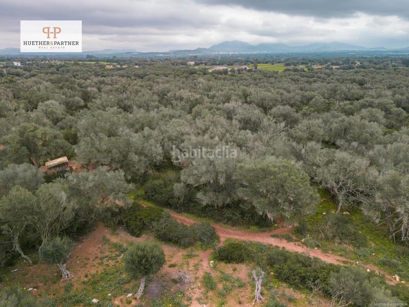 Foto fe8fc871-e4b1-4a90-82d7-268023b9c548. Terreny residencial a Felanitx poble Felanitx
