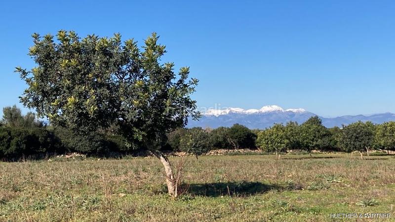Foto 13222f24-1306-45f1-a6ef-0c57cc22832e. Terreno residenziale in Manacor centre Manacor