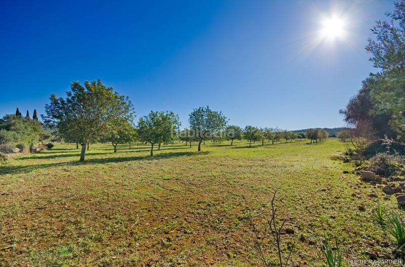 Foto 38ac1b9a-d5ba-40ec-8df2-246d22fed293. Terreno residenziale in Manacor centre Manacor