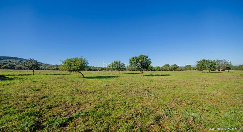 Foto 5a952c06-aaae-45ec-97ff-5715e142beba. Terreno residenziale in Manacor centre Manacor