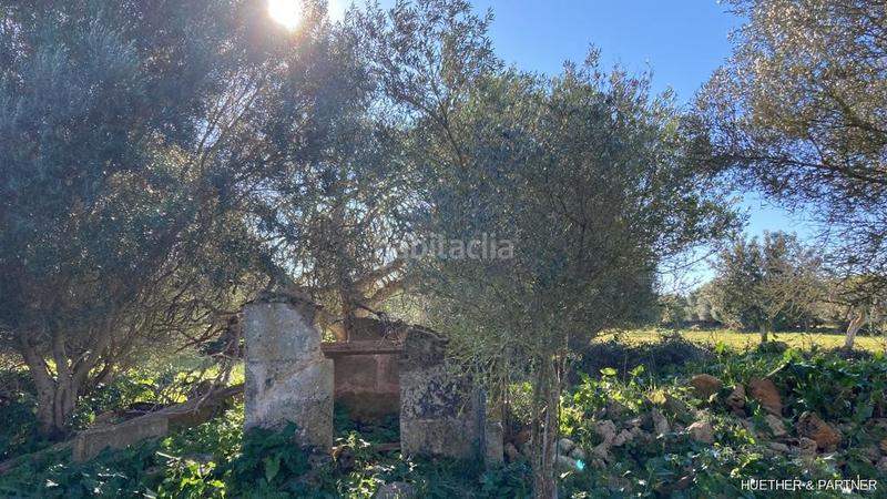 Foto 630eadfb-e4c2-4961-9a8e-084b7616142d. Terreno residenziale in Manacor centre Manacor