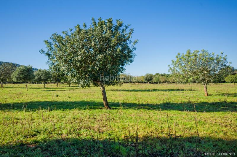 Foto 7d799c80-74bd-47c0-a37c-e447acb0fd94. Terreno residenziale in Manacor centre Manacor