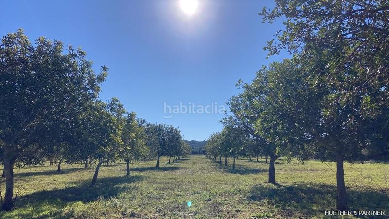 Foto 841b9909-b62e-4ed3-bf2b-9efe9a3a09f9. Terreno residenziale in Manacor centre Manacor