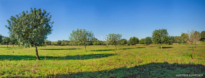 Foto a31d91af-268e-48f3-9744-15529cc13c3c. Terreno residenziale in Manacor centre Manacor