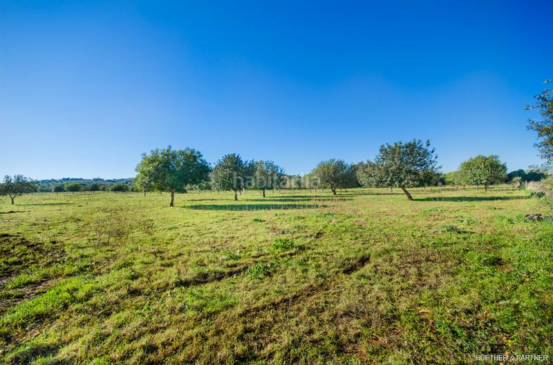 Foto c6ee807a-fb3f-4d88-8d80-92fa72418b20. Terreno residenziale in Manacor centre Manacor