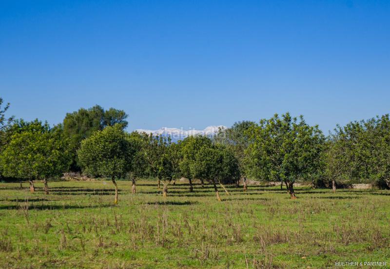 Foto c9fd3bf3-1305-4d8b-80c6-e2daa8de4eaf. Terreno residenziale in Manacor centre Manacor