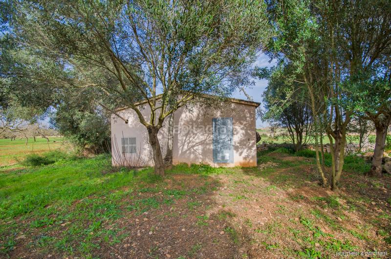 Foto 2d2a98b1-69c5-435a-b2ae-09072dbea989. Terreny residencial a Manacor centre Manacor