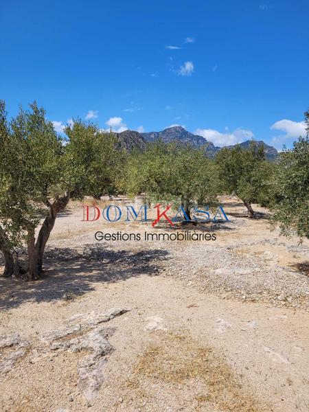 Foto a81d6062-973f-4565-a558-bac7cbfe2c93. Terreny residencial a Roquetes