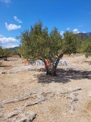 Terreny residencial  Conjunt zona pilans c. Venta solar en roquetes
