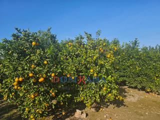 Finca rústica a Bítem. Finca rustica en calle sin nombre con mandarino