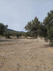 Finca rústica a Roquetes. Terreno agrícola con una pequeña casa