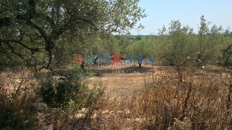 Foto 5e71b9a0-1546-40ba-952c-1af7ab4826cf. Finca rústica a Camarles